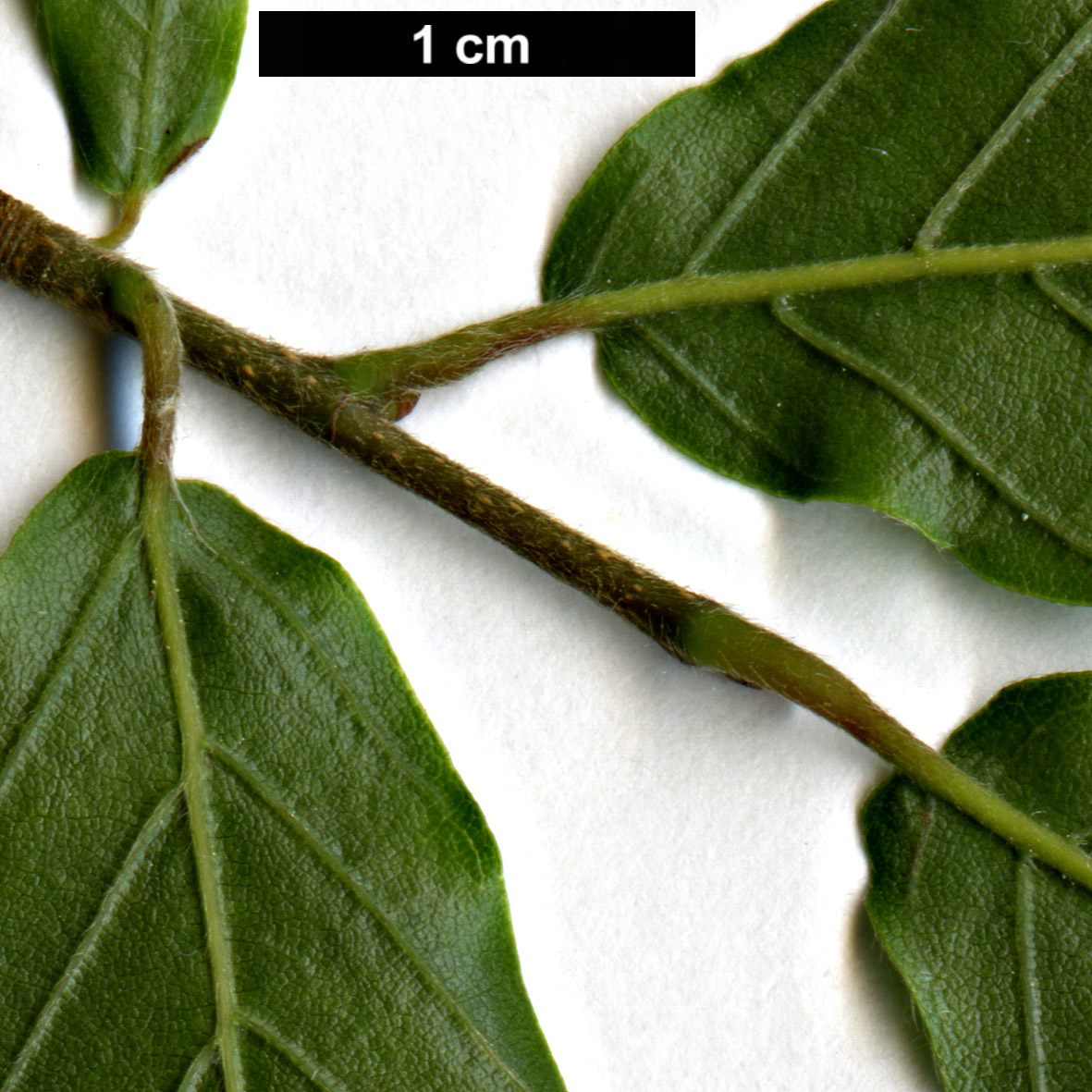 High resolution image: Family: Fagaceae - Genus: Fagus - Taxon: grandifolia - SpeciesSub: subsp. mexicana